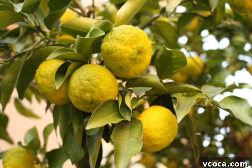 Yuzu Cheesecake Japanese Fusion 3 Fresh yuzu, a Japanese citrus fruit, ready to be used in a delicious yuzu cheesecake recipe.