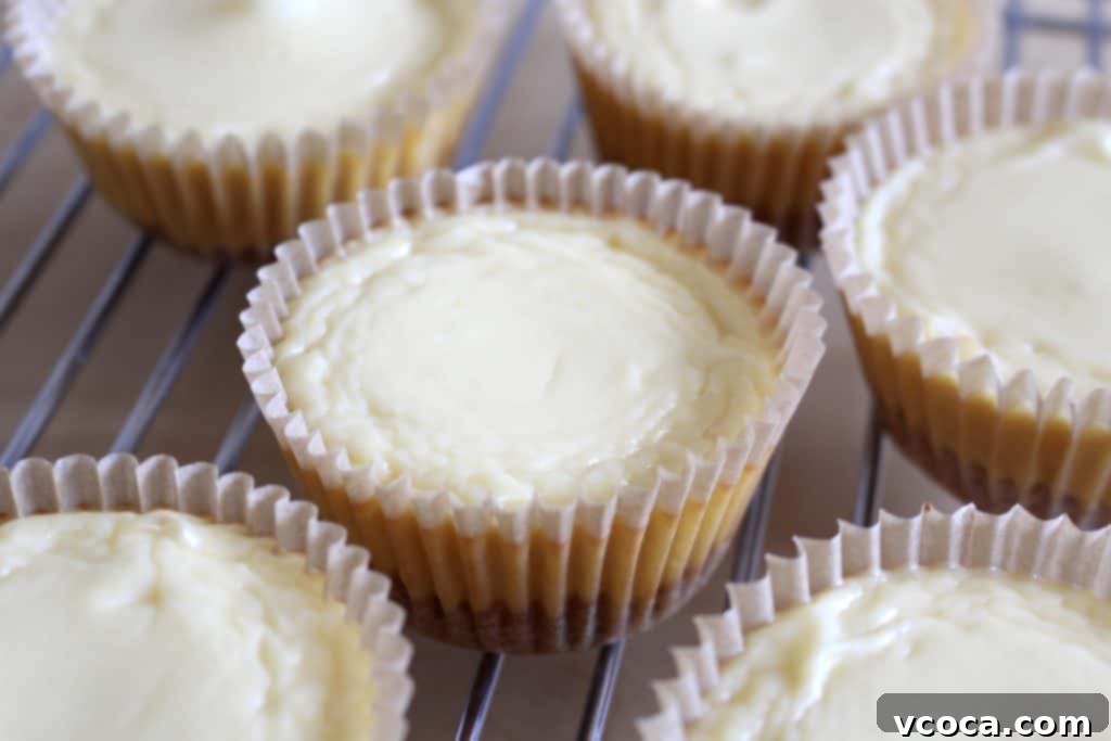 Decadent Honey Almond Gouda Cheesecakes 5 Baked Gouda cheesecakes cooling on a wire rack